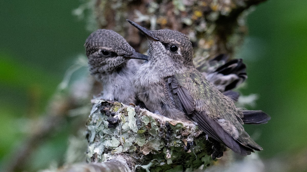 Anna's Hummingbird - Steve Pearl