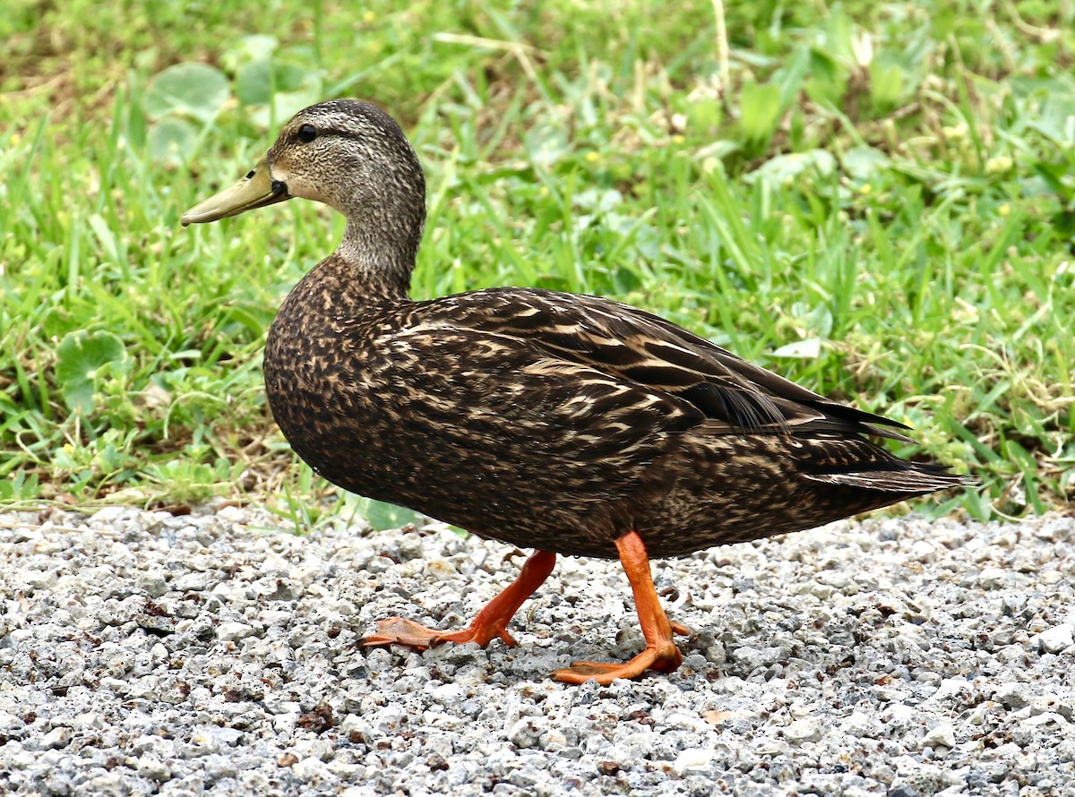 Mottled Duck - John Faggard