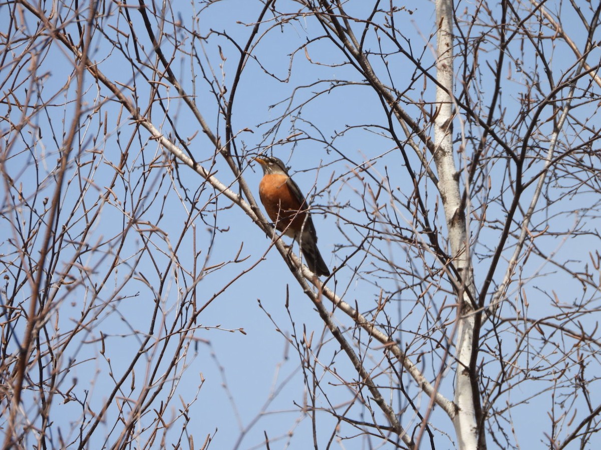 American Robin - ML618030454