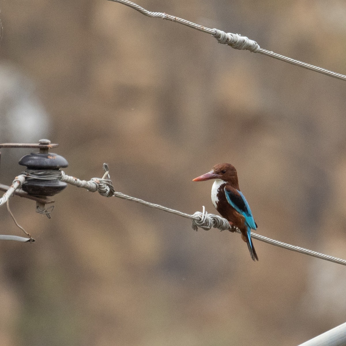 White-throated Kingfisher - ML618030456