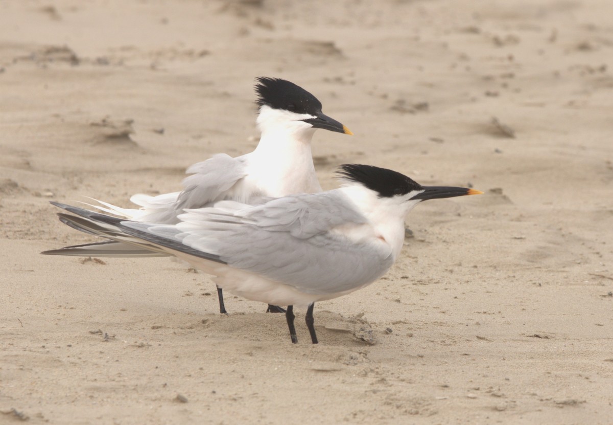 Sandwich Tern - Craig Browning