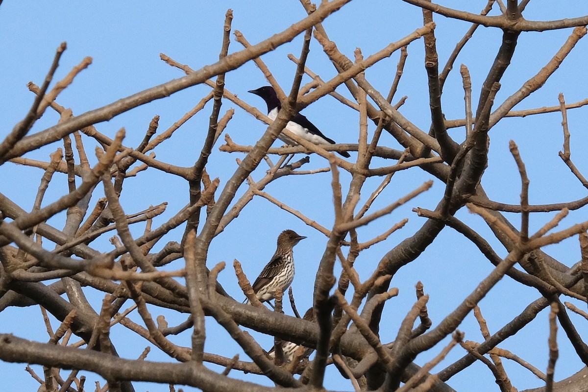 Violet-backed Starling - ML618030475