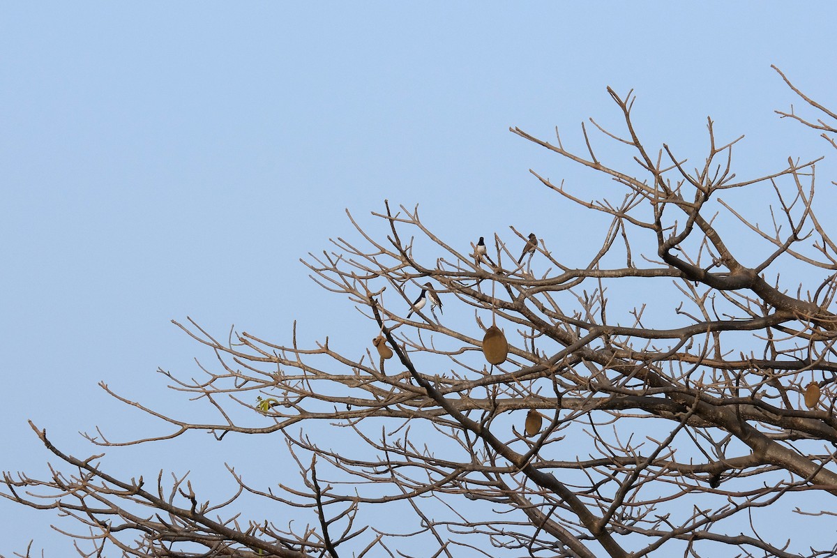 Violet-backed Starling - ML618030476