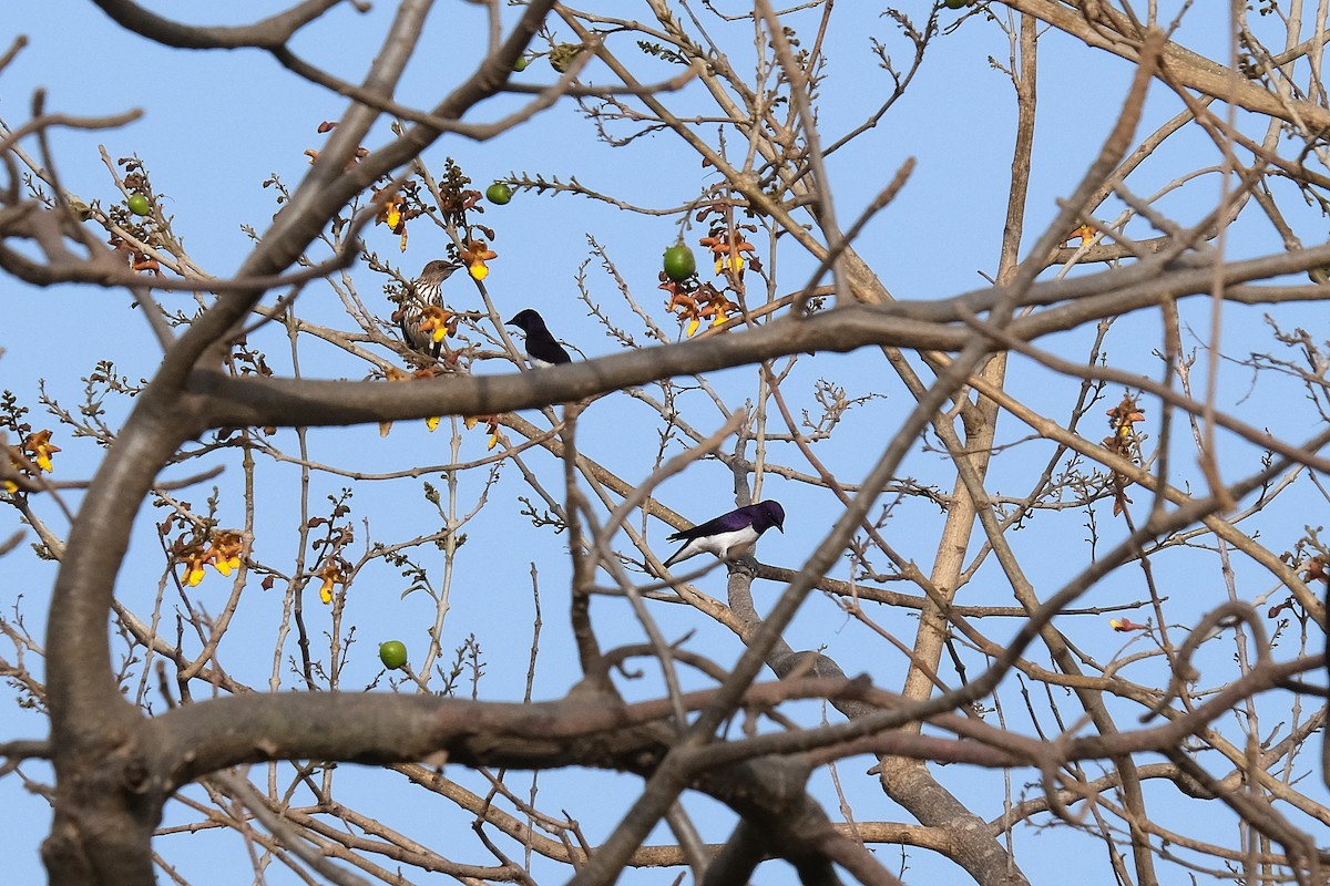 Violet-backed Starling - ML618030477