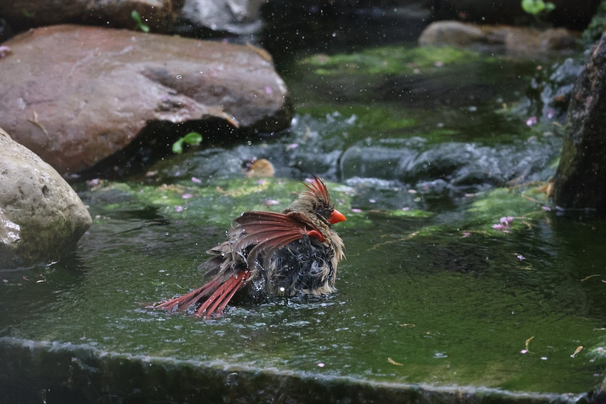 Northern Cardinal - ML618030488