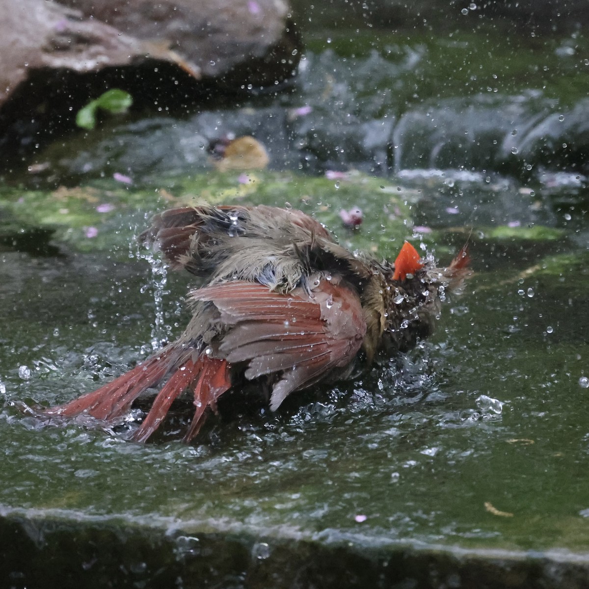 Northern Cardinal - Michael Burkhart