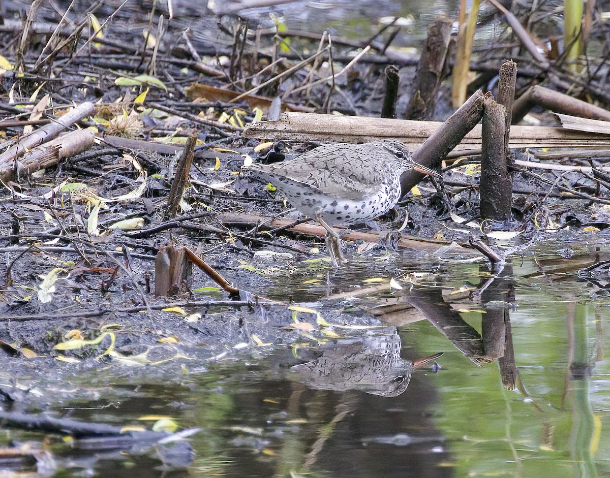 Spotted Sandpiper - Gregory Johnson