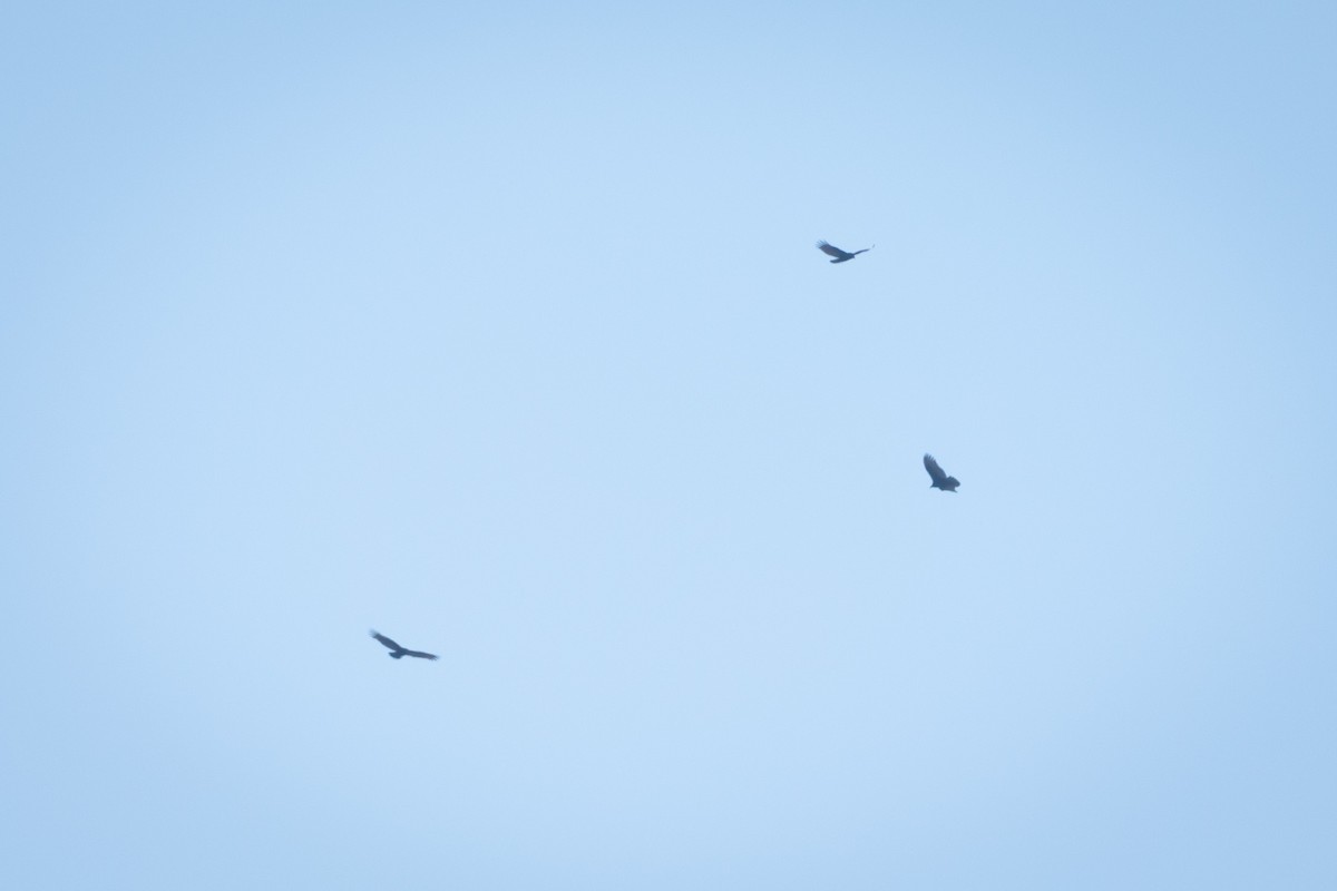Turkey Vulture (South Temperate) - Ariel Cabrera Foix