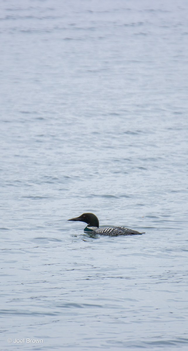 Common Loon - ML618030633