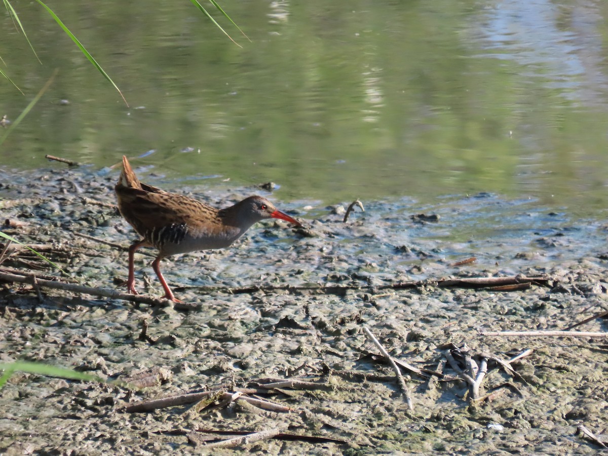 Water Rail - Andrés Balfagón Sarrión