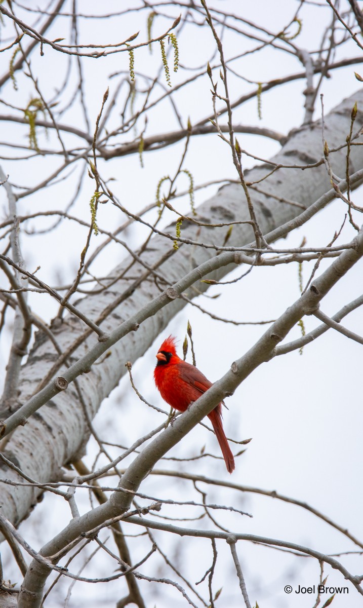 Cardinal rouge - ML618030678