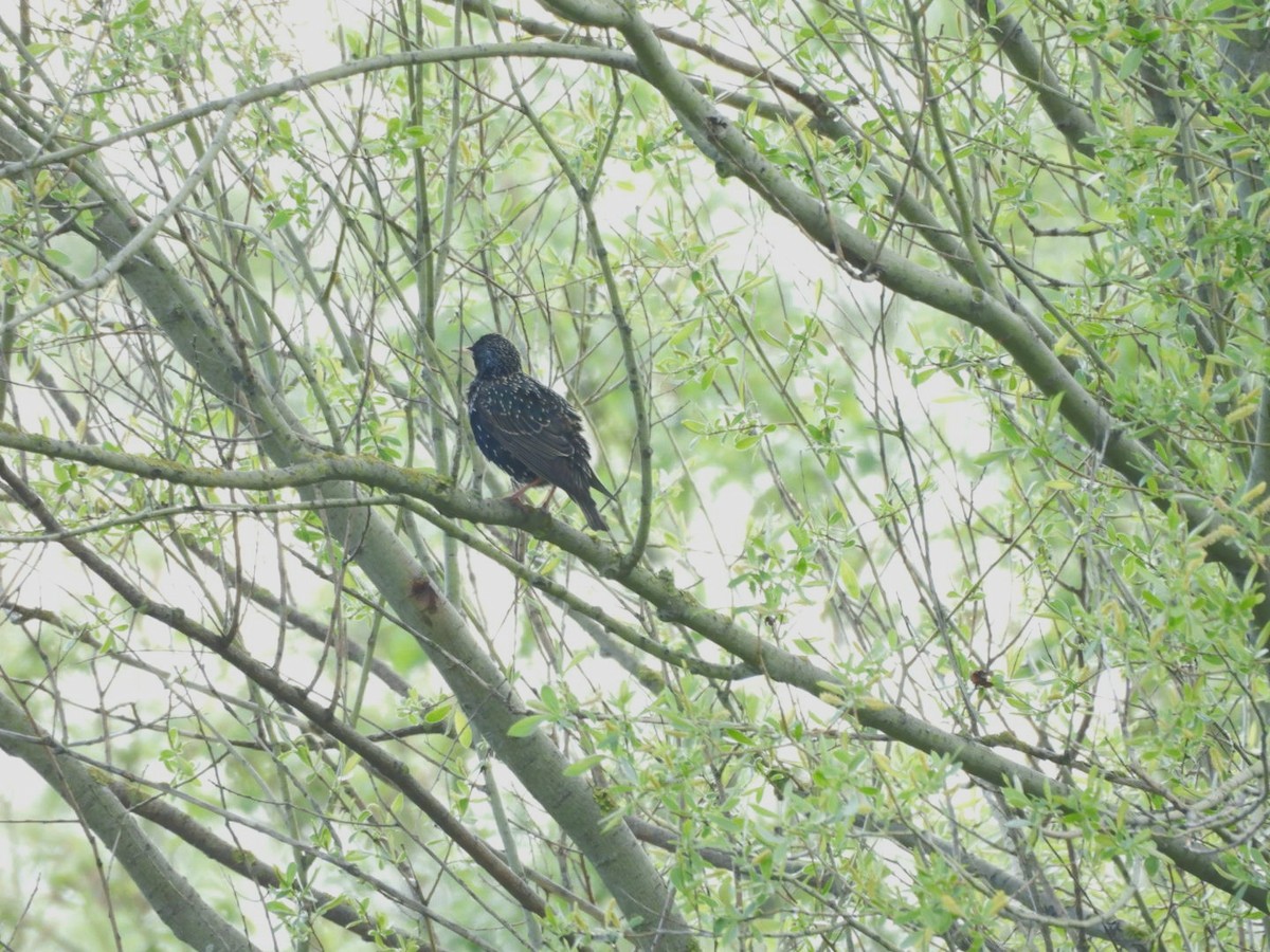 European Starling - ML618030689