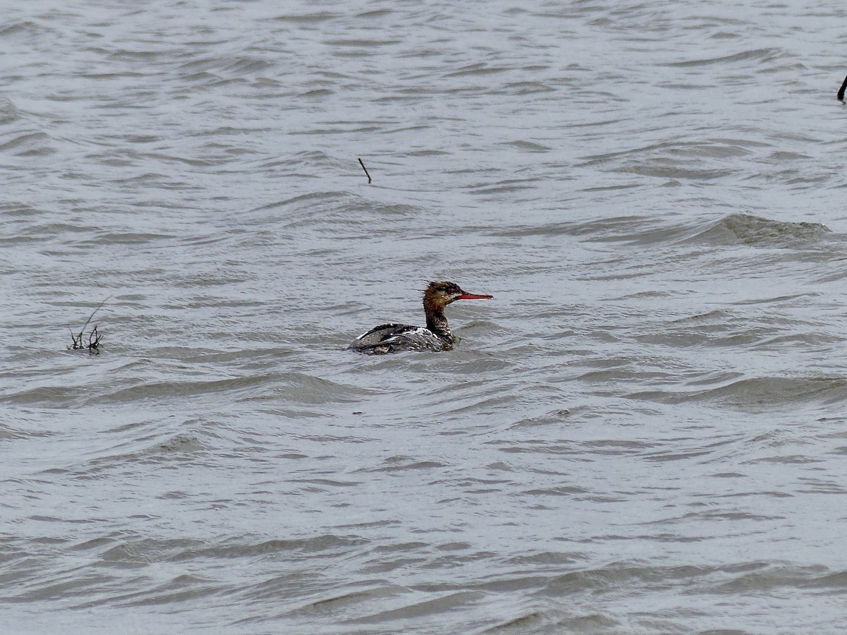 Red-breasted Merganser - ML618030708