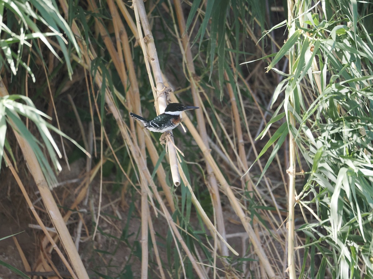 Green Kingfisher - Alexander Linton