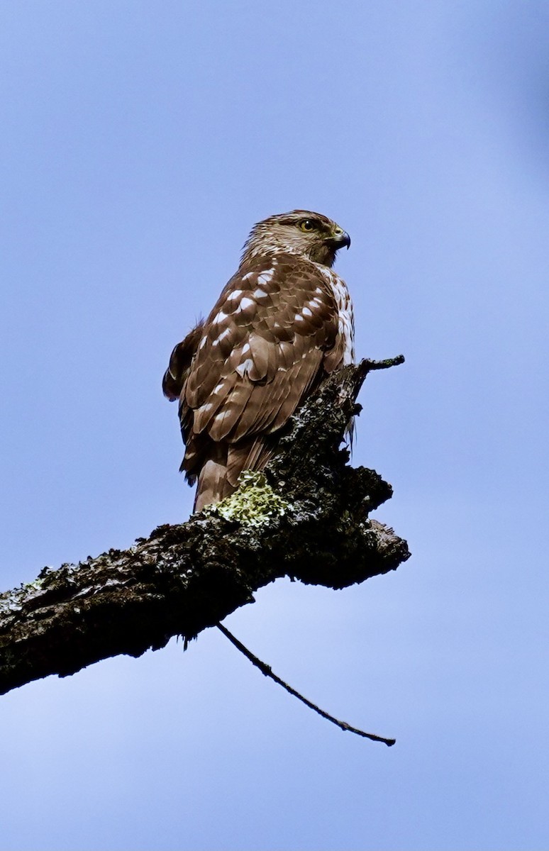 Cooper's Hawk - ML618030764