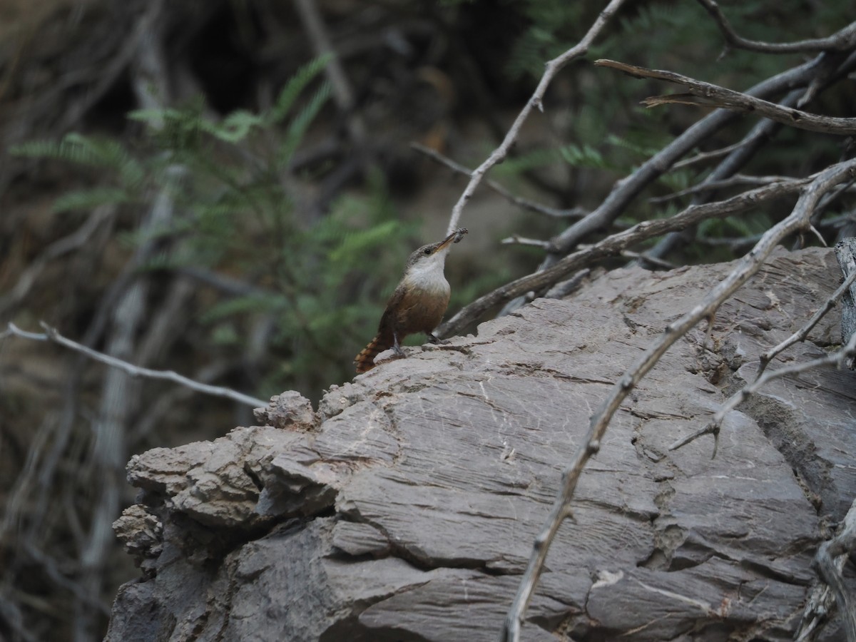 Canyon Wren - ML618030771