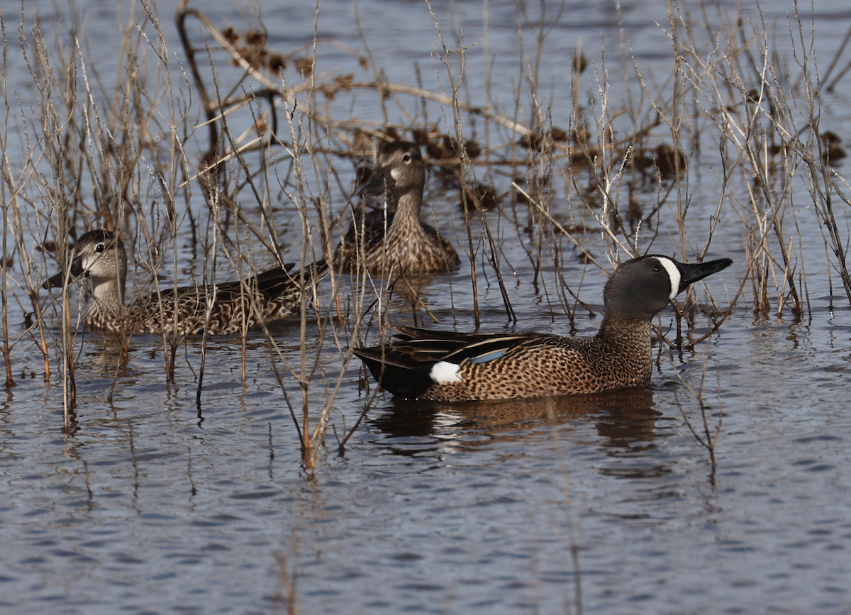 Blue-winged Teal - Jacob C. Cooper