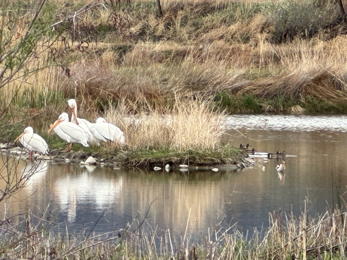 American White Pelican - Catherine Olin