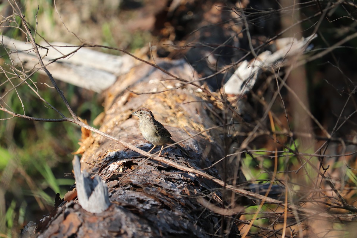Bachman's Sparrow - ML618030853