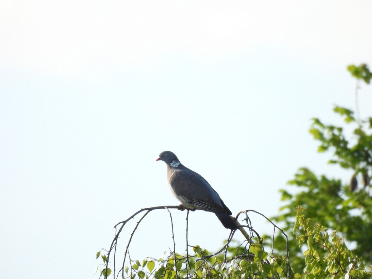 Common Wood-Pigeon - ML618030858