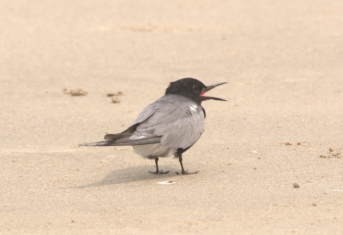 Black Tern - Craig Browning