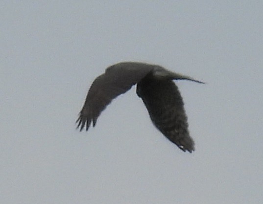 Eurasian Sparrowhawk - ML618030868