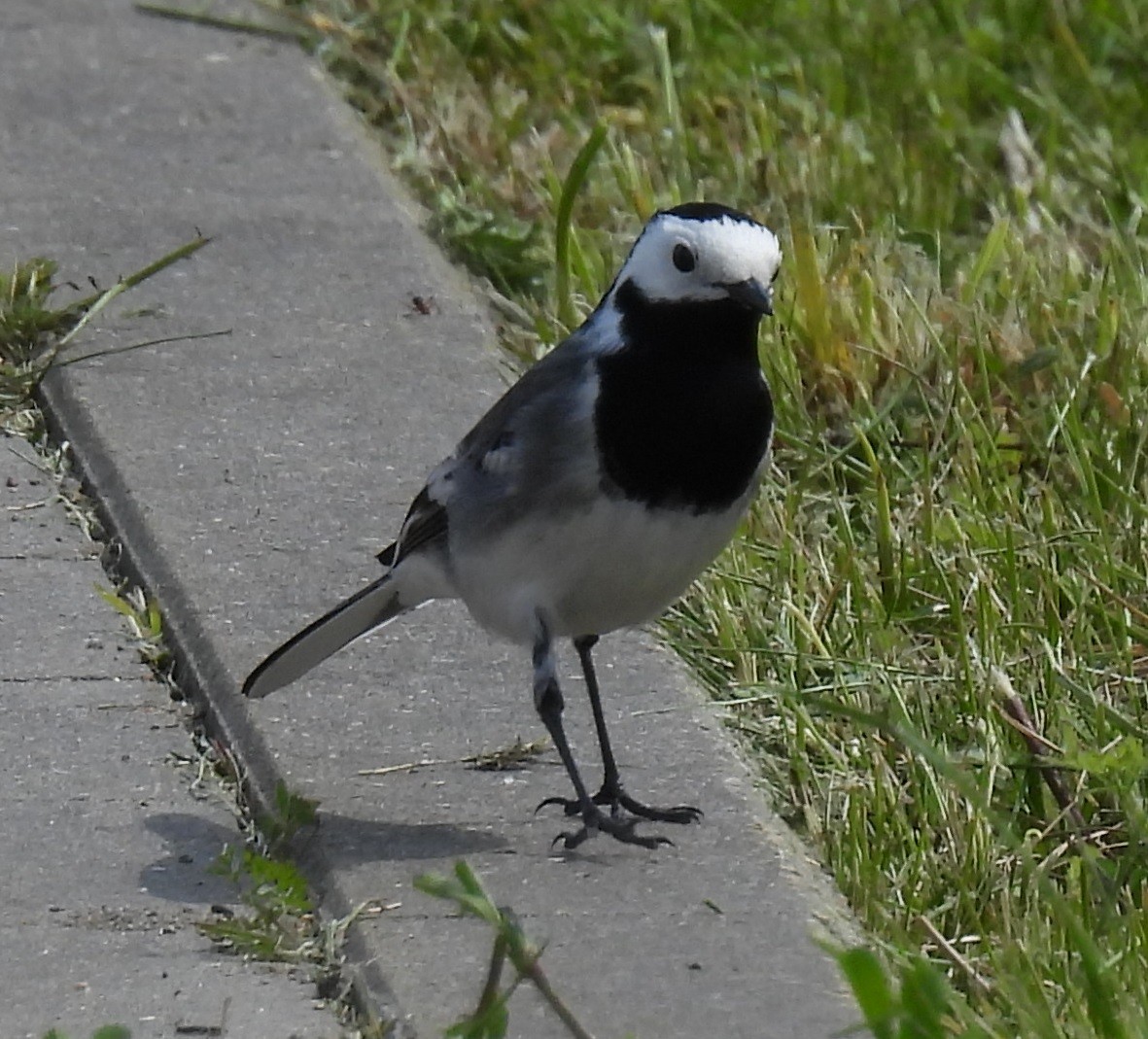 White Wagtail - Marcin Romanowski