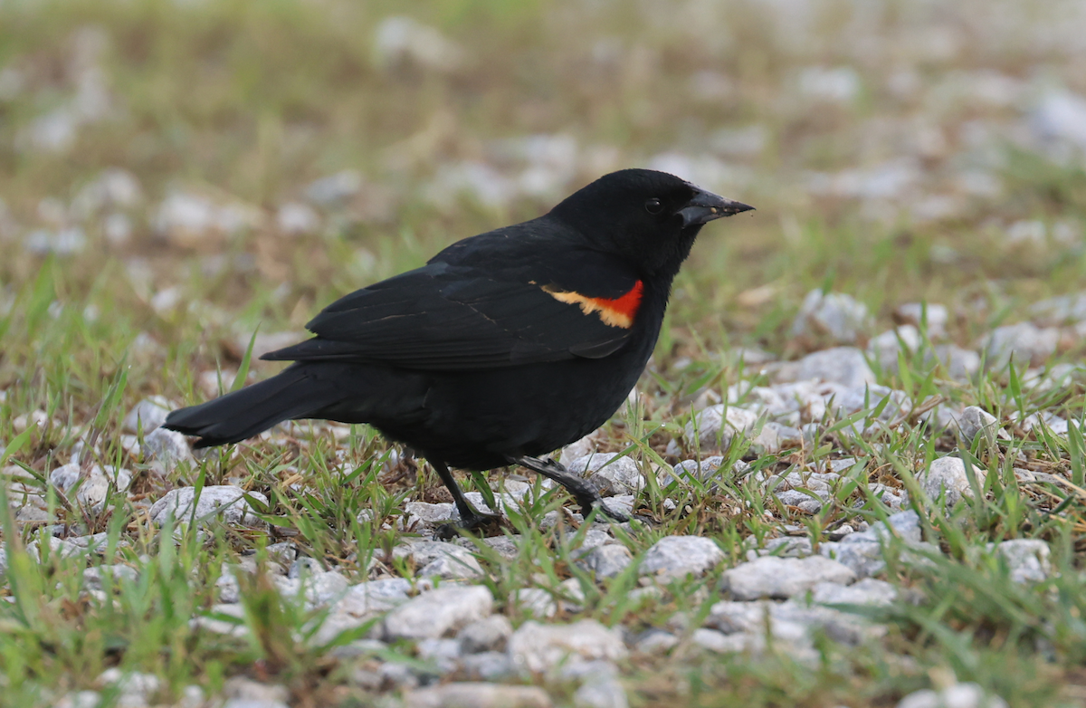 Red-winged Blackbird (Red-winged) - Jacob C. Cooper