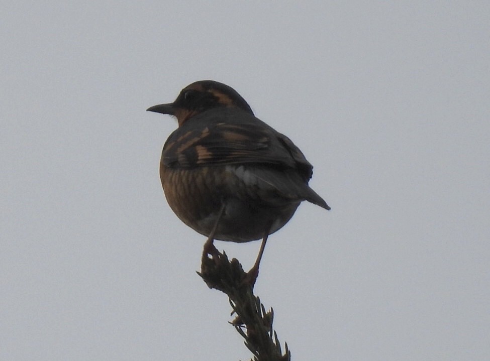 Varied Thrush - Renee Beaton