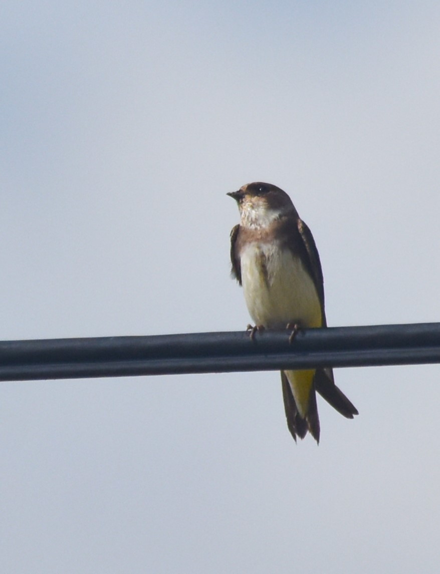 Bank Swallow - ML618030920