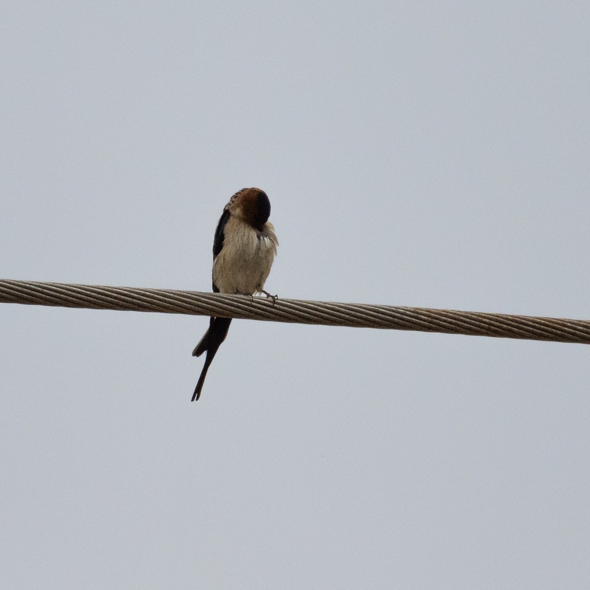 Barn Swallow - ML618030924