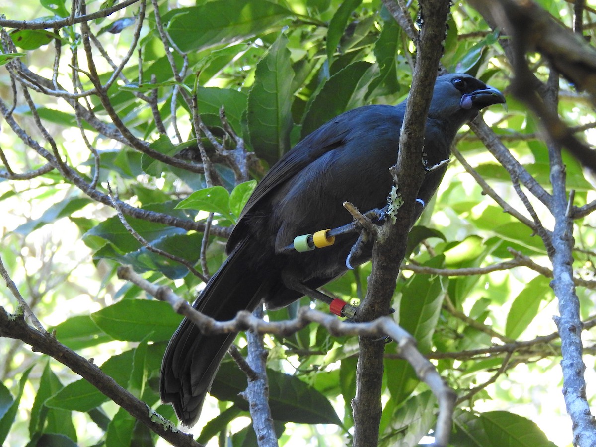 North Island Kokako - ML618030925