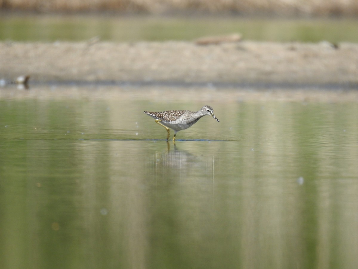 Wood Sandpiper - ML618030933