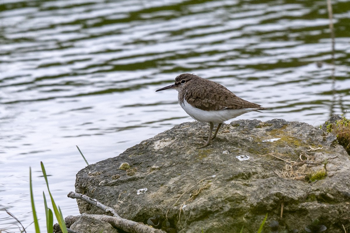 Common Sandpiper - Andrej Tabak