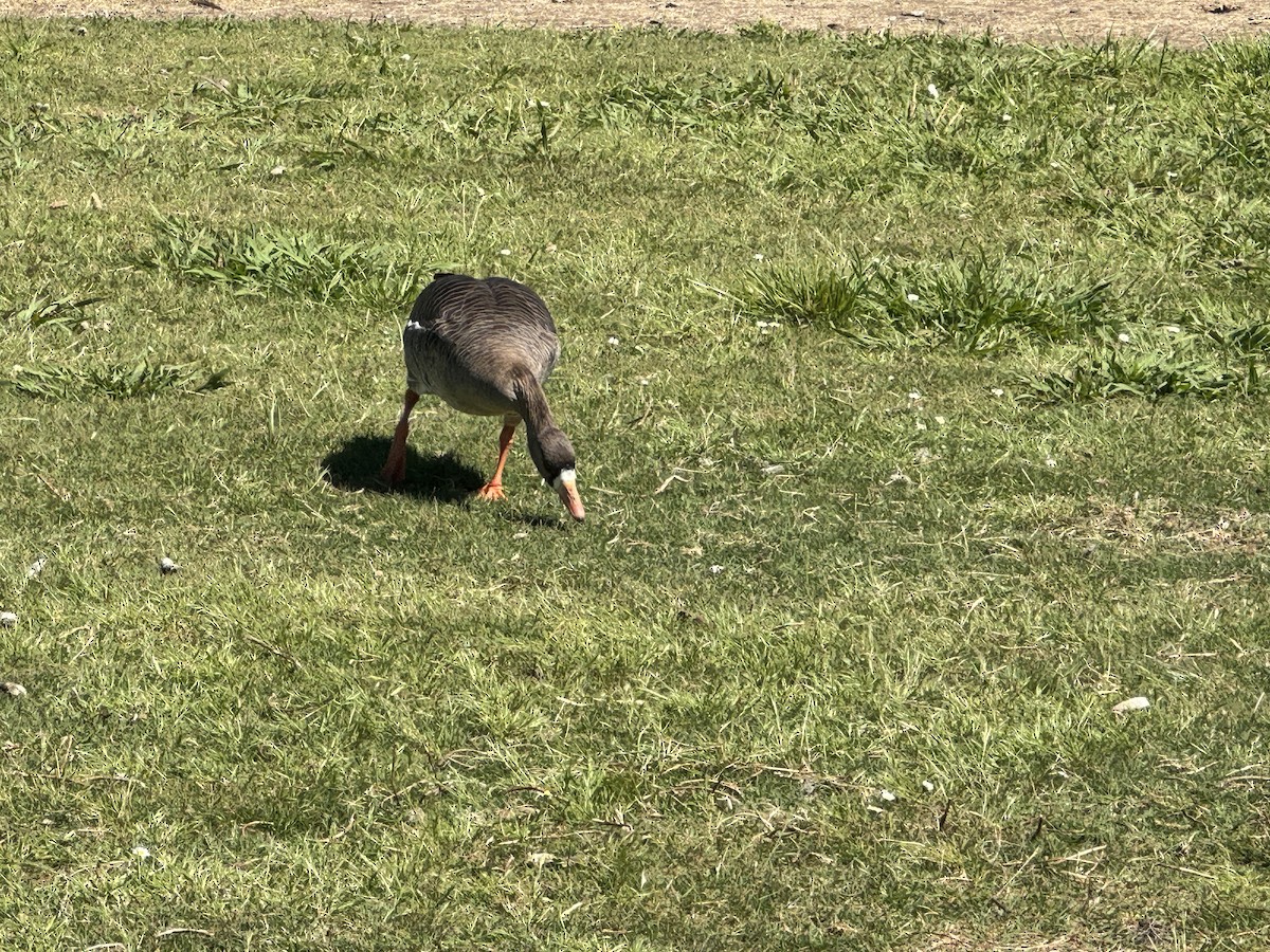 Greater White-fronted Goose - Anonymous