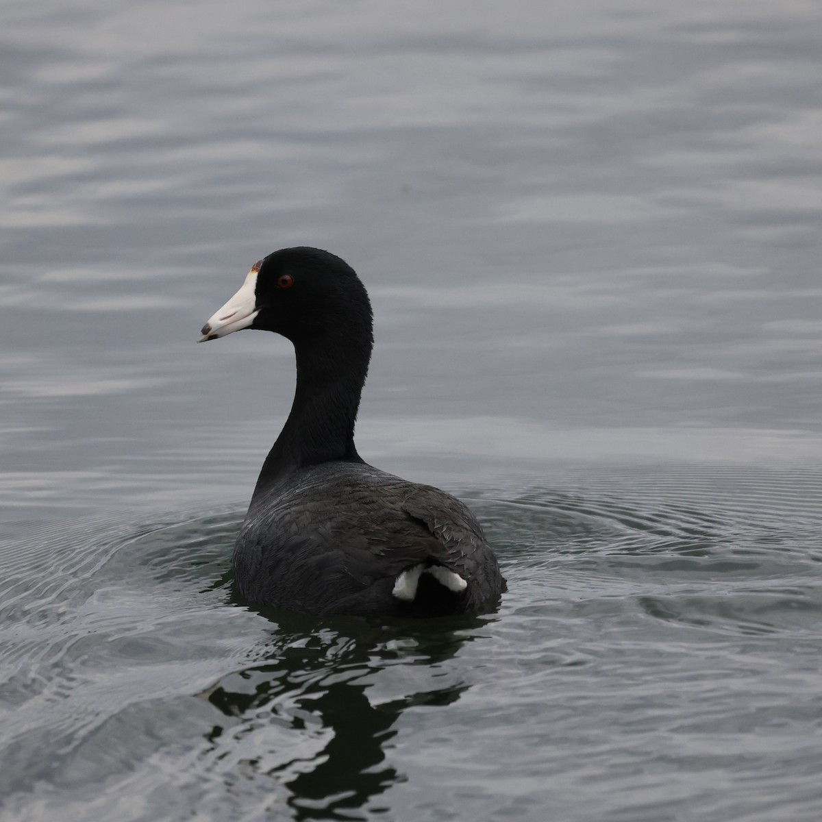 American Coot - ML618030958