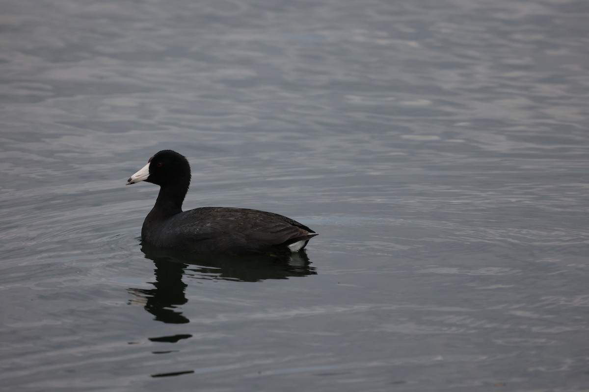 American Coot - ML618030960