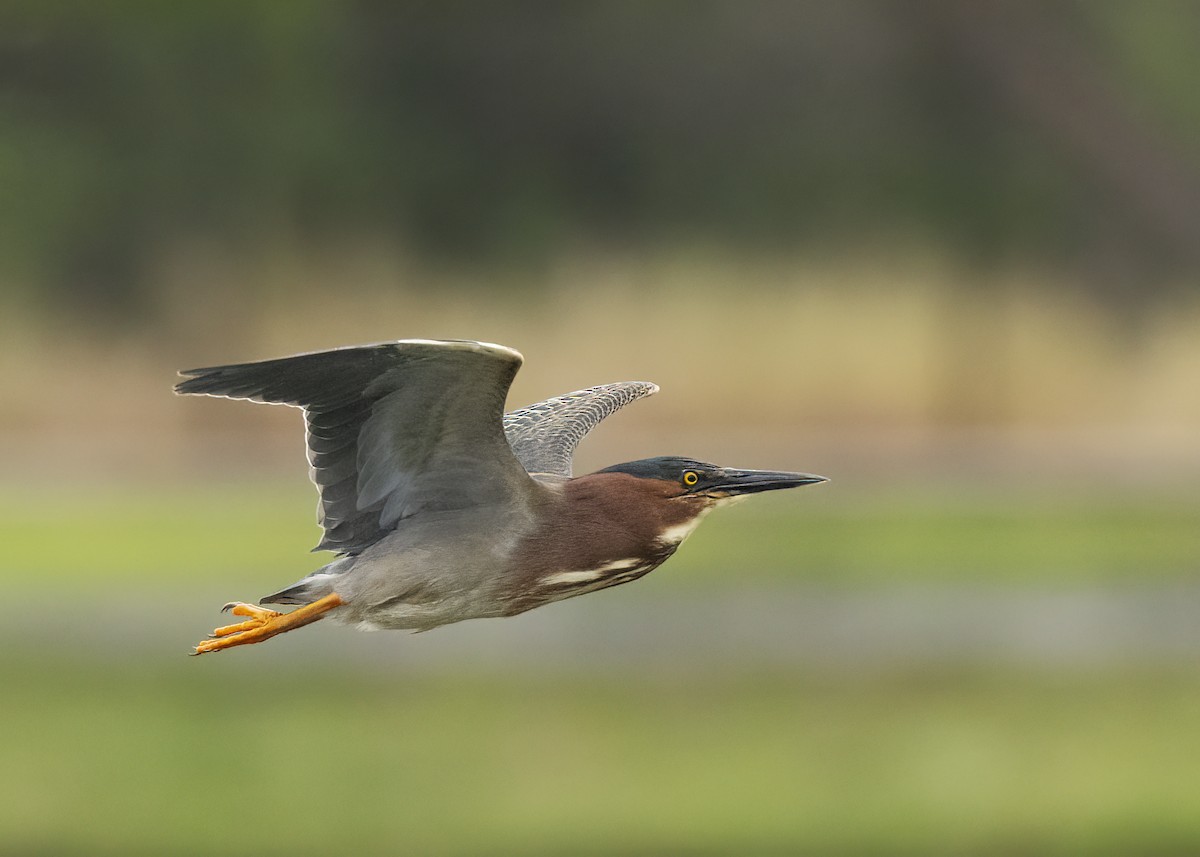 Green Heron - ML618030988