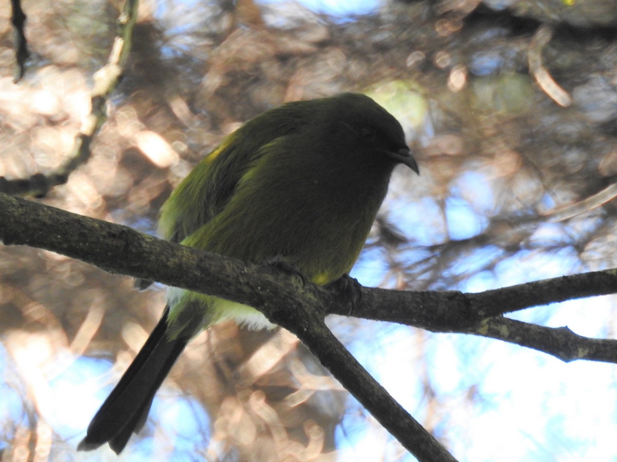 New Zealand Bellbird - Marco Costa