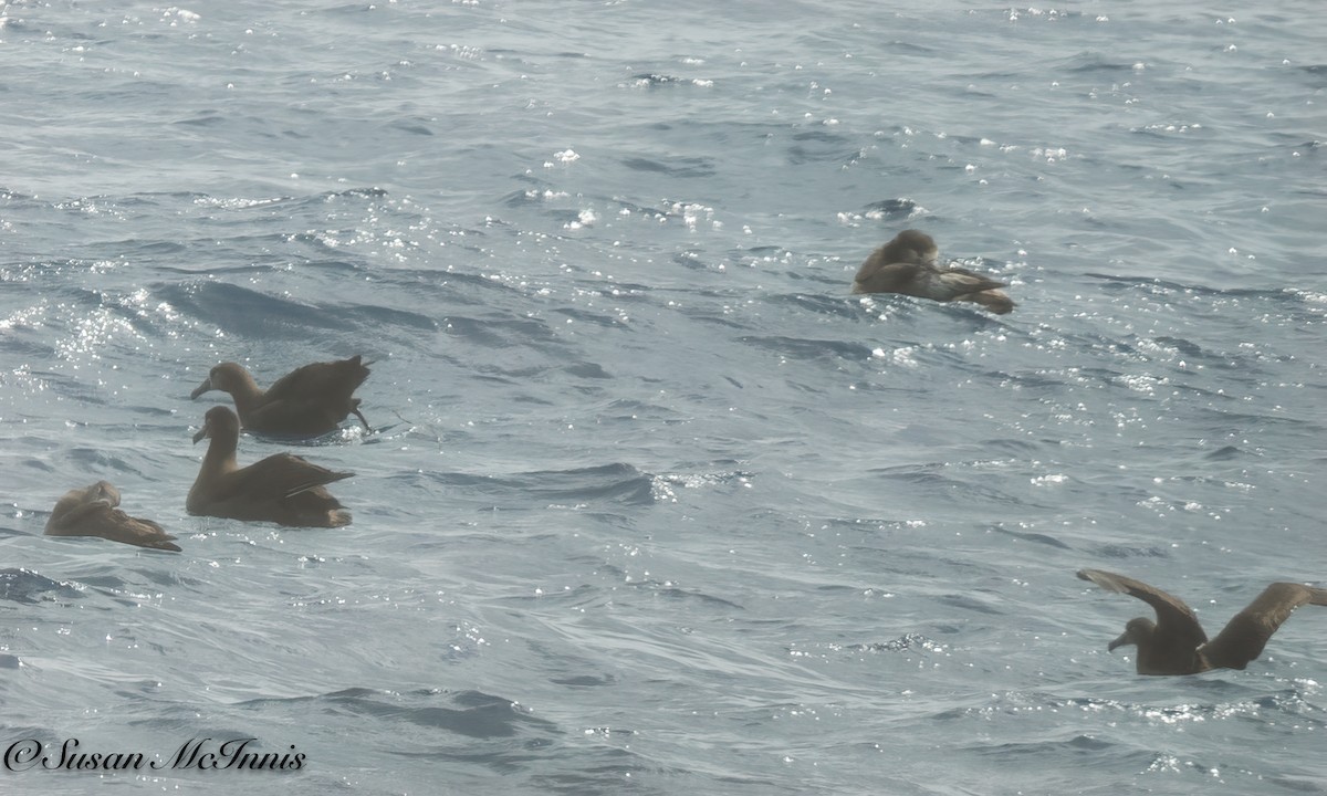 albatros černonohý - ML618031011
