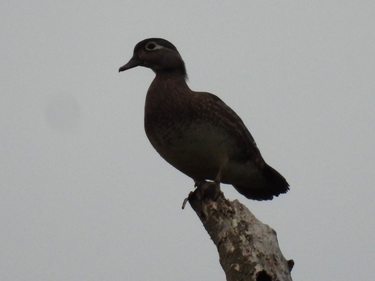 Wood Duck - Patricia and Richard Williams