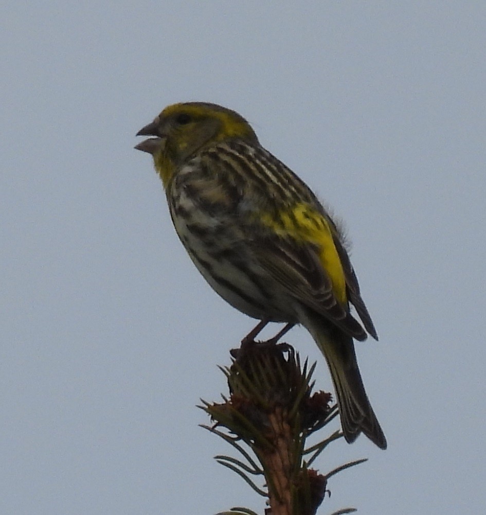 European Serin - ML618031058