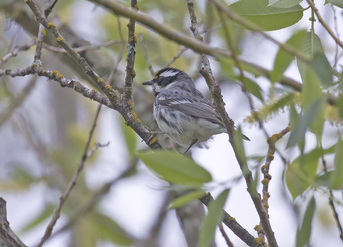 Black-throated Gray Warbler - Gregory Johnson