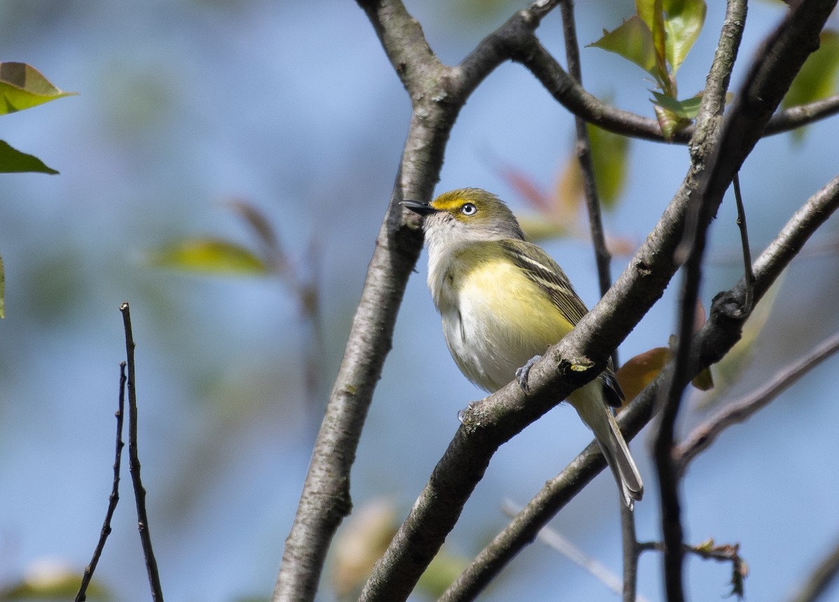 hvitøyevireo - ML618031102