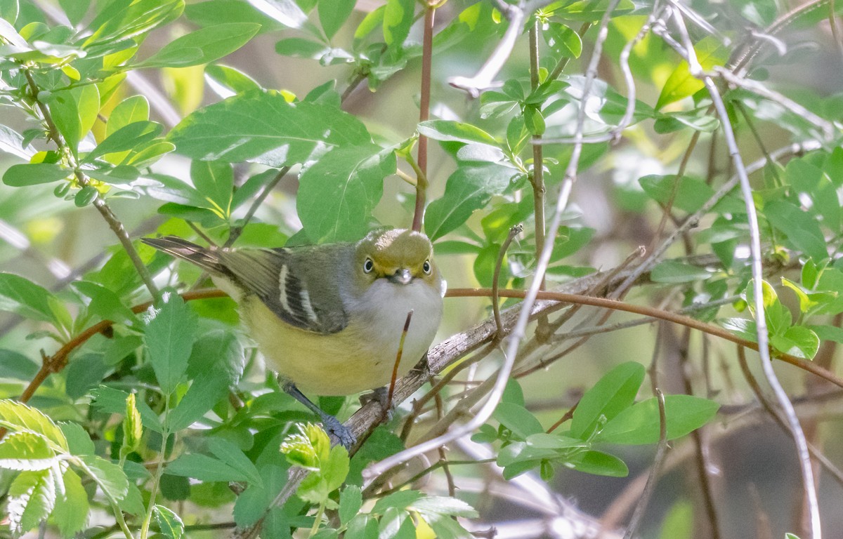 White-eyed Vireo - Kenta Togo