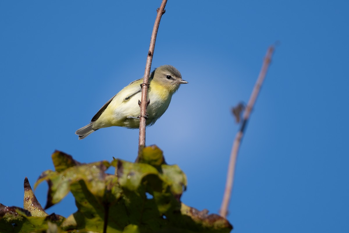 Philadelphia Vireo - N KC