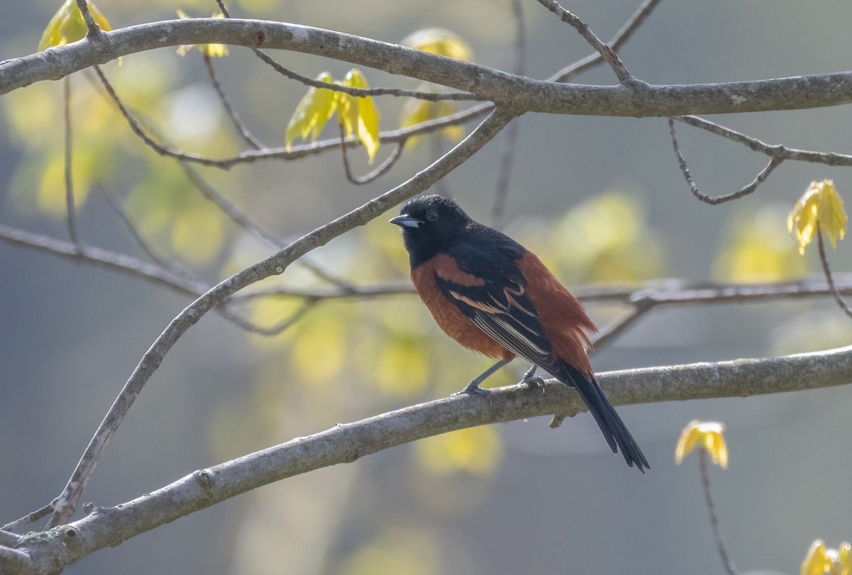 Orchard Oriole - Kenta Togo