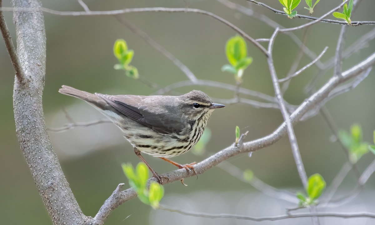 Northern Waterthrush - ML618031127