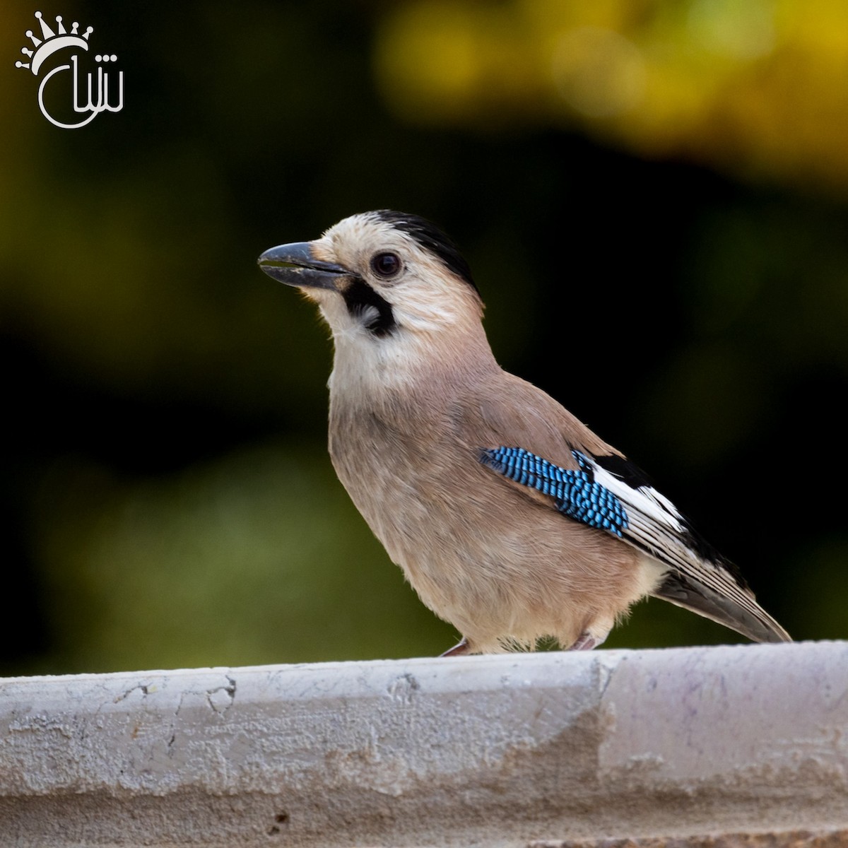 Eurasian Jay - ML618031152