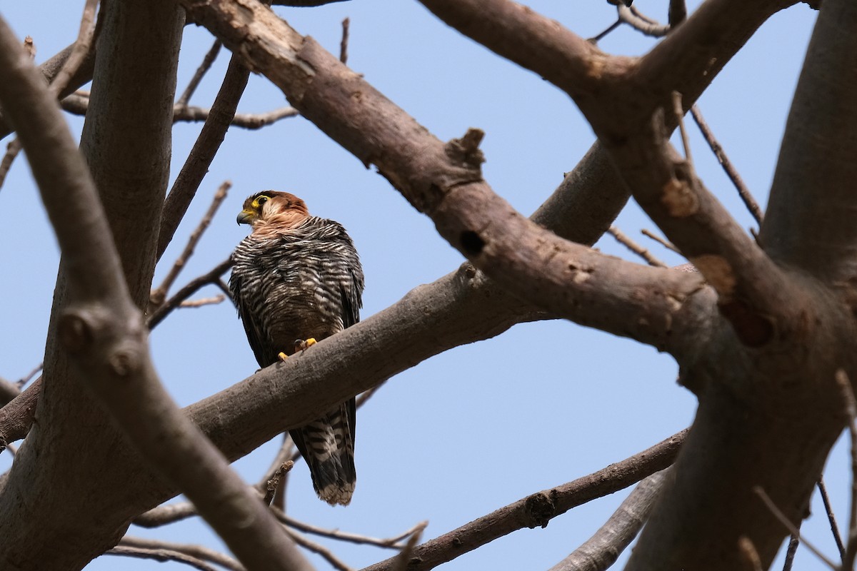 Red-necked Falcon - ML618031165